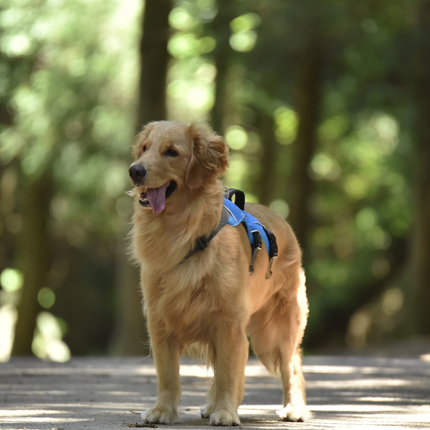 Safe & Soft Sicherheitsgeschirr - gepolstert, blau