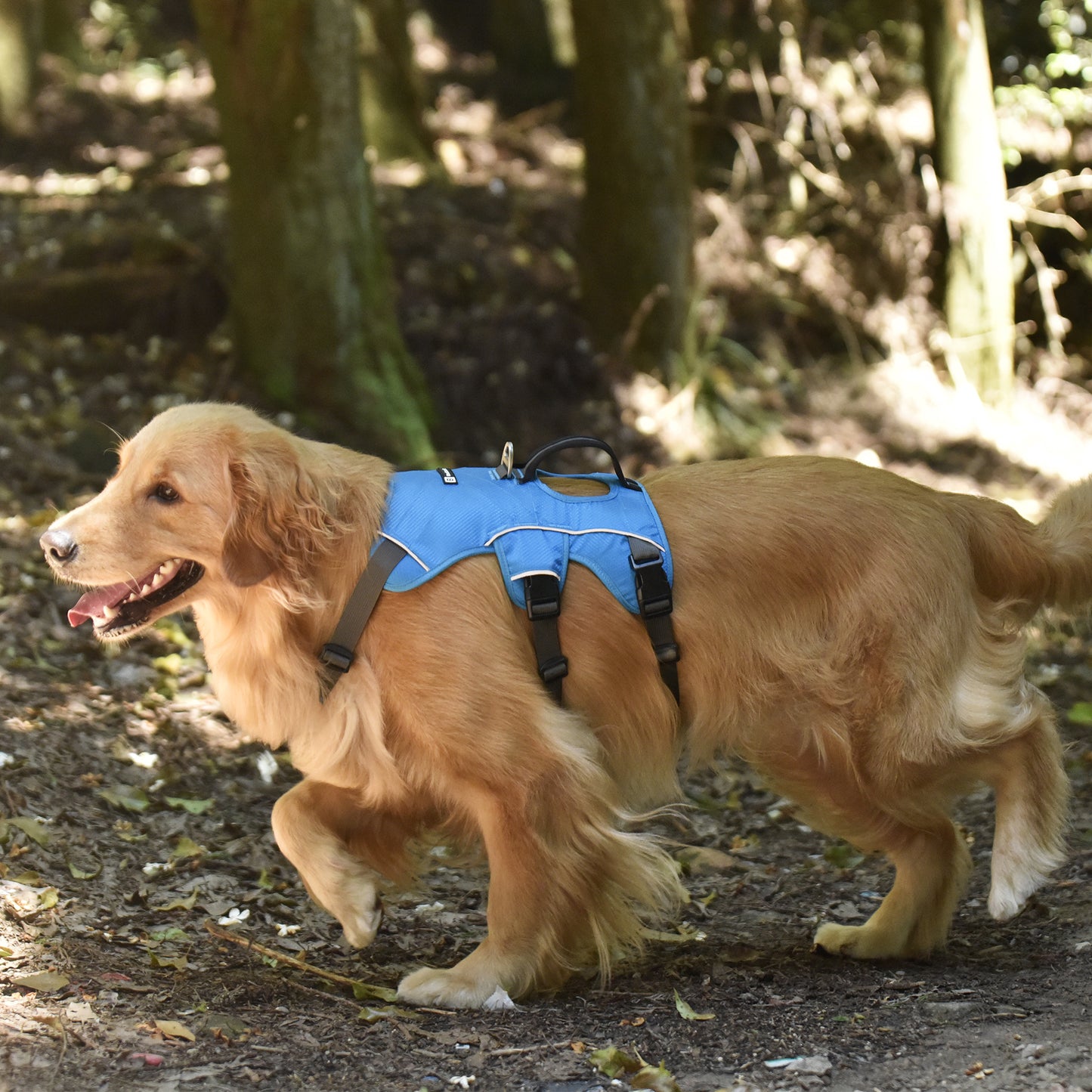 Safe & Soft Sicherheitsgeschirr - gepolstert, blau