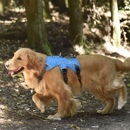 Safe & Soft Sicherheitsgeschirr - gepolstert, blau